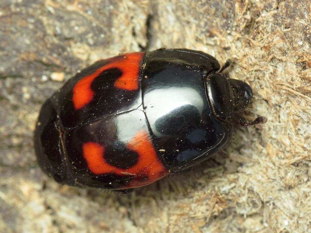 Hister quadrimaculatus Linnaeus, 1758